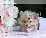 Small Photo #6 Pomeranian Puppy For Sale in WEST PALM BEACH, FL, USA
