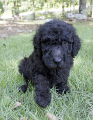 Poodle (Standard) Puppy for sale in WINSTON, GA, USA