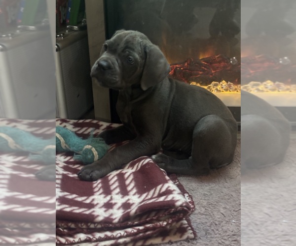 Medium Photo #3 Cane Corso Puppy For Sale in POUGHKEEPSIE, NY, USA