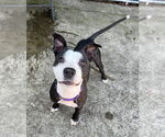 Small Photo #7 American Pit Bull Terrier-Labrador Retriever Mix Puppy For Sale in Rockaway, NJ, USA
