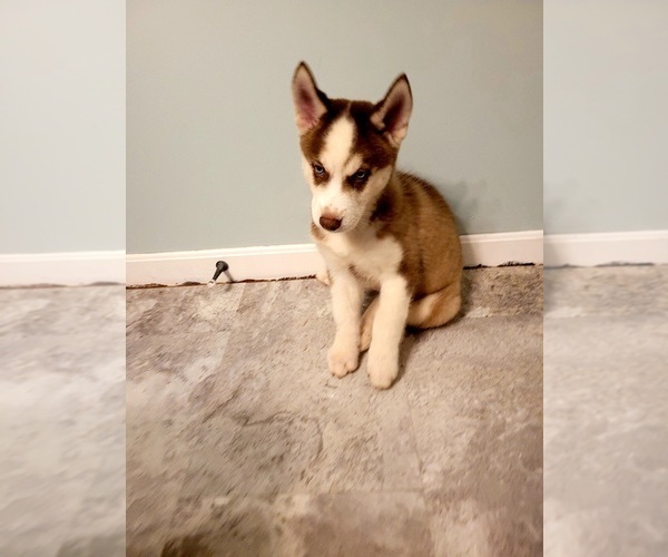 Medium Photo #3 Siberian Husky Puppy For Sale in STERLING, OH, USA