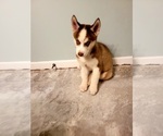 Small Photo #3 Siberian Husky Puppy For Sale in STERLING, OH, USA