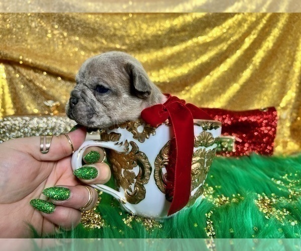 Medium Photo #104 French Bulldog Puppy For Sale in HAYWARD, CA, USA