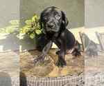 Small #1 Labrador Retriever Mix