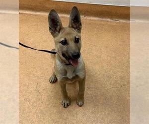 German Shepherd Dog Dogs for adoption in Martinez, CA, USA
