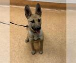 Small German Shepherd Dog