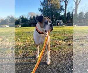 Boxer Dogs for adoption in Dumont, NJ, USA