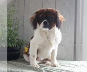 Cava-Tzu Puppy for sale in GORDONVILLE, PA, USA