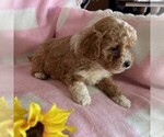 Small Photo #3 Cavapoo Puppy For Sale in ARTHUR, IL, USA
