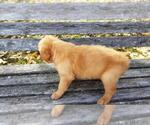 Small Photo #4 Golden Retriever Puppy For Sale in LEON, KS, USA