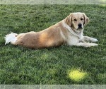 Small Photo #1 English Cream Golden Retriever Puppy For Sale in ELLENSBURG, WA, USA