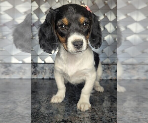 Medium Photo #1 Doxle Puppy For Sale in GOSHEN, IN, USA