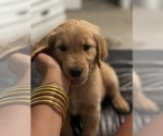 Small Photo #14 Golden Retriever Puppy For Sale in HAMPSTEAD, NC, USA