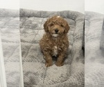Small #7 Poodle (Miniature)