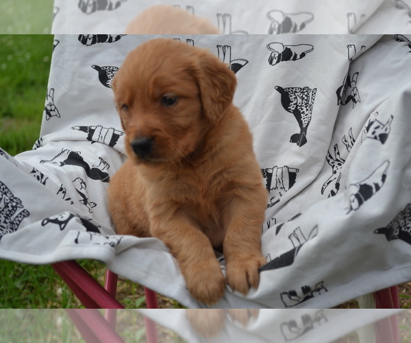 Medium Photo #3 Golden Retriever Puppy For Sale in GREENWOOD, WI, USA