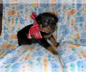 Rottweiler Puppy for sale in SONORA, CA, USA