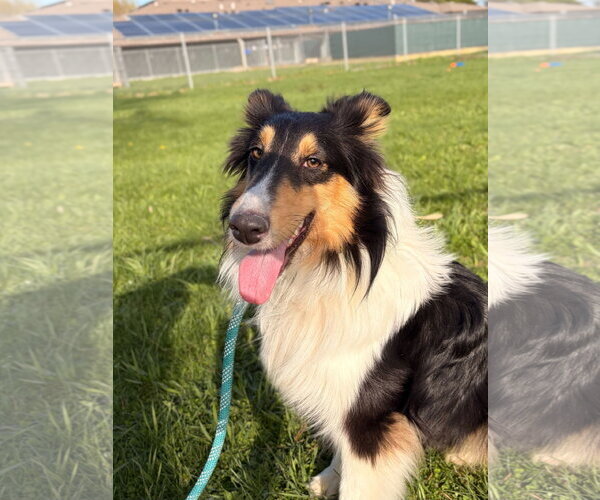 Medium Photo #4 Mutt Puppy For Sale in Jefferson, WI, USA