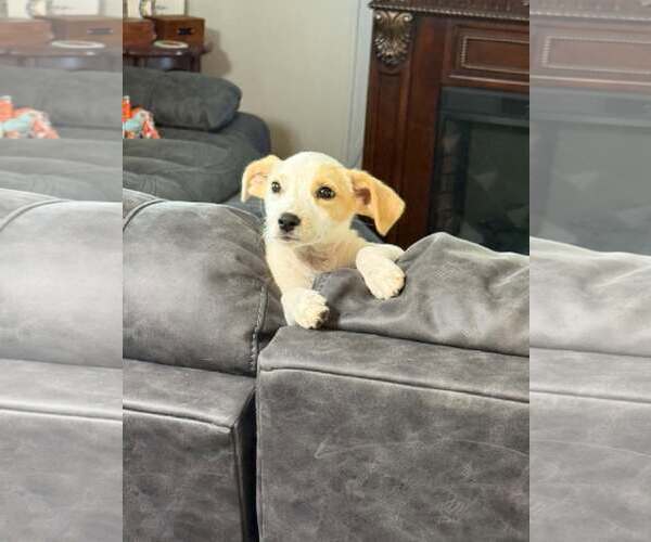 Medium Photo #4 Jack Russell Terrier Puppy For Sale in Oakhurst, NJ, USA