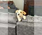 Small #3 Jack Russell Terrier