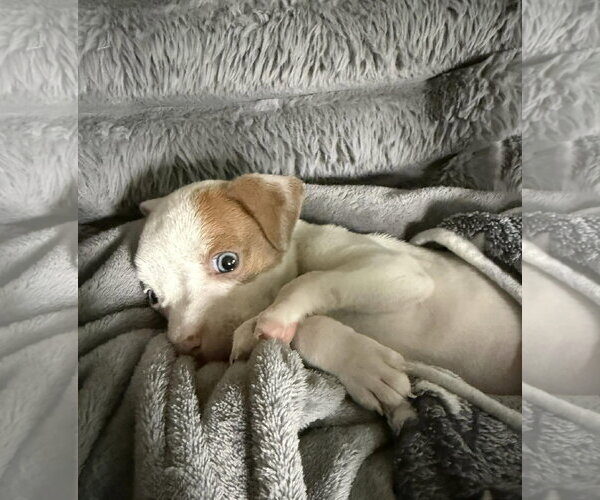 Medium Photo #3 Mutt Puppy For Sale in pomfret, CT, USA