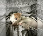 Small #2 Mutt