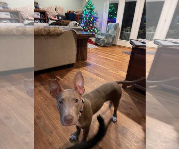 Medium Photo #13 American Staffordshire Terrier-Unknown Mix Puppy For Sale in Holly Springs, NC, USA
