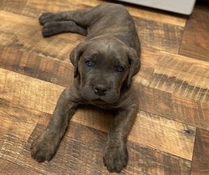 Cane Corso Puppy for Sale in HEREFORD, Arizona USA