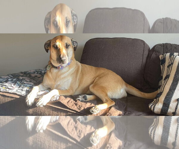 Medium Photo #5 Mutt Puppy For Sale in Oro Medonte, Ontario, Canada
