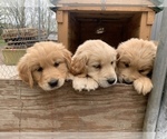 Small Photo #5 Golden Retriever Puppy For Sale in SAUK RAPIDS, MN, USA