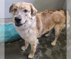 Goberian Dogs for adoption in Camarillo, CA, USA