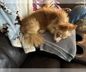 Chihuahua-Unknown Mix Dogs for adoption in Middlesex, NC, USA