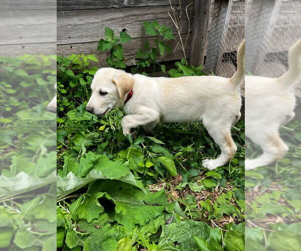 Medium Photo #1 Labrenees Puppy For Sale in New London, WI, USA