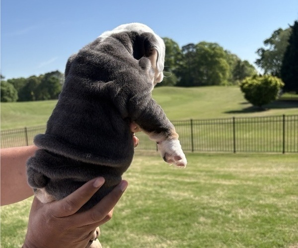 Medium Photo #7 Bulldog Puppy For Sale in MCDONOUGH, GA, USA