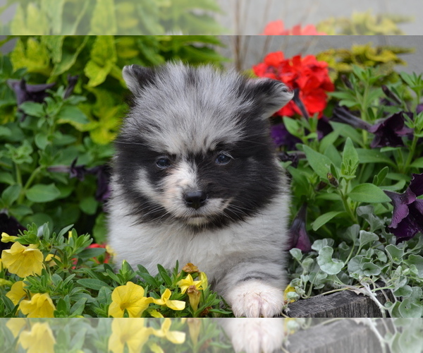 Medium Photo #1 Pomeranian Puppy For Sale in GREENWOOD, WI, USA
