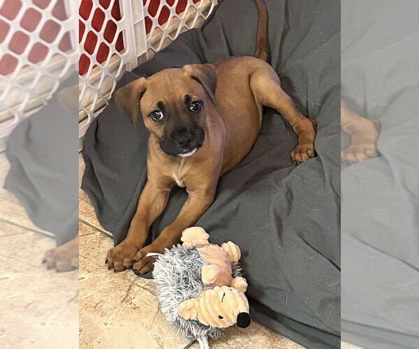 Medium Photo #2 Boxer Puppy For Sale in Austin, TX, USA