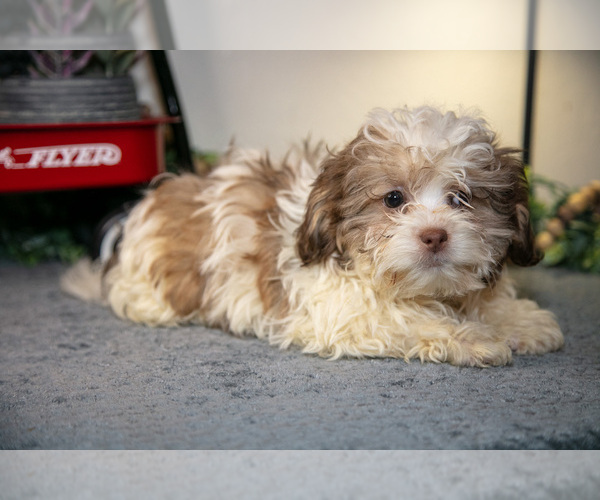 Medium Photo #2 Zuchon Puppy For Sale in SHILOH, OH, USA