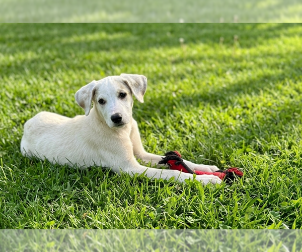 Medium Photo #1 Labrenees Puppy For Sale in Genesee, WI, USA