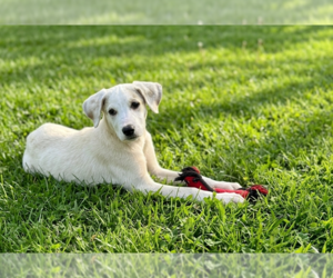 Labrenees Dogs for adoption in Genesee, WI, USA