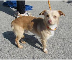 Chihuahua Dogs for adoption in Louisville, KY, USA