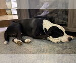 Small #1 American Pit Bull Terrier Mix