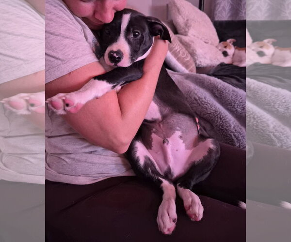 Medium Photo #8 Border Collie-Unknown Mix Puppy For Sale in Holly Springs, NC, USA