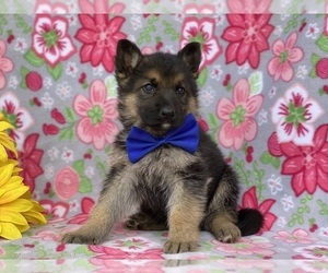 German Shepherd Dog Puppy for sale in LANCASTER, PA, USA