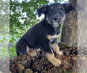 Border Collie-English Shepherd Mix Puppy for sale in FREDERICKSBRG, PA, USA