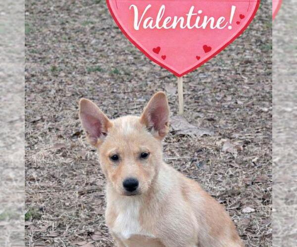 Medium Photo #2 Shiba Inu-Unknown Mix Puppy For Sale in Yardley, PA, USA