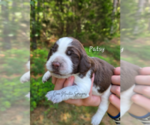 Puppy Patsy English Springer Spaniel
