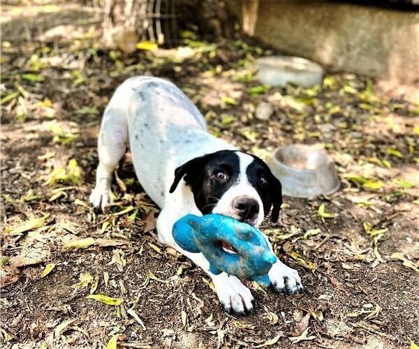 Medium Photo #4 Dalmatian-Unknown Mix Puppy For Sale in Godley, TX, USA