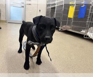 Mutt Dogs for adoption in Grand Prairie, TX, USA