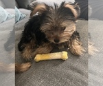 Small Photo #3 Yorkshire Terrier Puppy For Sale in TWENTYNINE PALMS, CA, USA