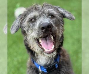 Poodle (Miniature)-Unknown Mix Dogs for adoption in San Diego, CA, USA