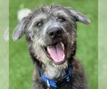 Small Poodle (Miniature) Mix